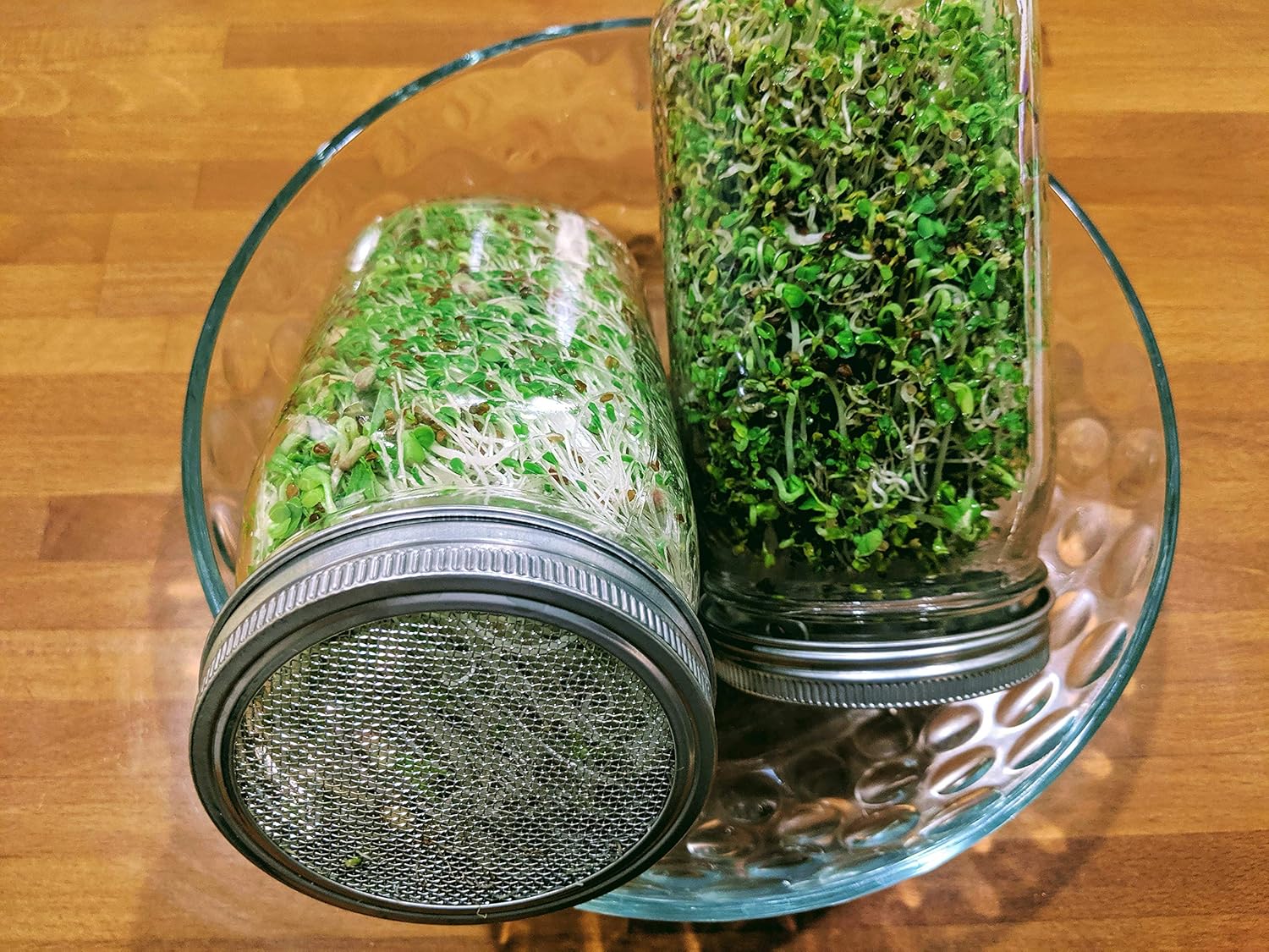 NATURAL ROOTS Sprouting Jar with Screen Lid - 316 Stainless Steel 1